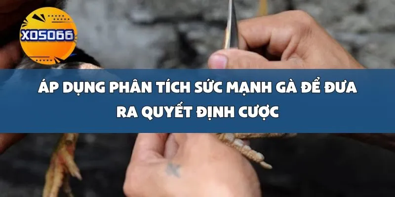 Áp Dụng Phân Tích Sức Mạnh Gà Để Đưa Ra Quyết Định Cược