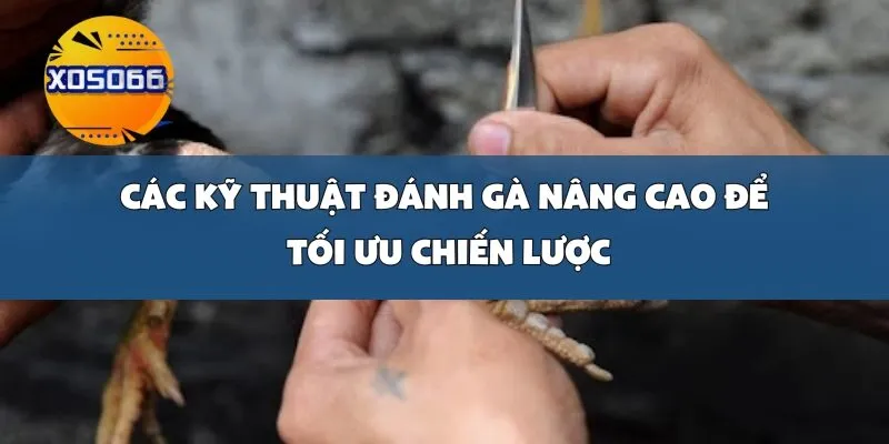 Các Kỹ Thuật Đánh Gà Nâng Cao Để Tối Ưu Chiến Lược