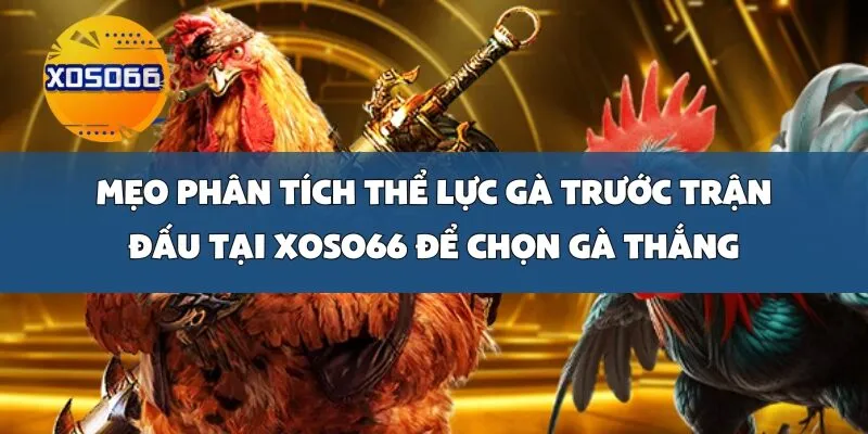 Mẹo Phân Tích Thể Lực Gà Trước Trận Đấu Tại Xoso66 Để Chọn Gà Thắng